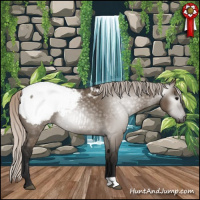 Horse Color:Gray Silver Grullo Appaloosa 