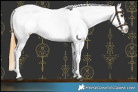 Horse Color:White Spotted Buckskin Near Leopard Rabicano 