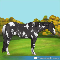 Horse Color:White Spotted Smoky Black