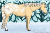 Horse Color:Palomino Appaloosa 