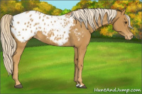Horse Color:Palomino Appaloosa 