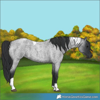Horse Color:Blue Roan Tobiano 