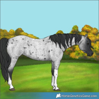 Horse Color:Blue Roan Tobiano 