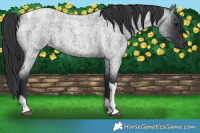 Horse Color:Blue Roan Tobiano 