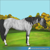 Horse Color:Blue Roan Tobiano 