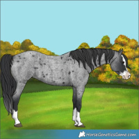 Horse Color:Blue Roan Splash 