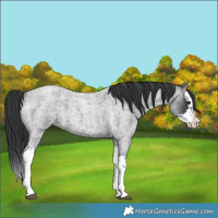 Horse Color:Blue Roan Splash 