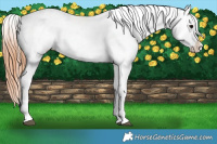 Horse Color:Blue Roan Near Leopard