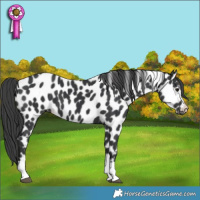 Horse Color:Black Appaloosa 