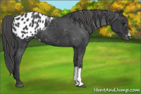 Horse Color:Black Appaloosa 