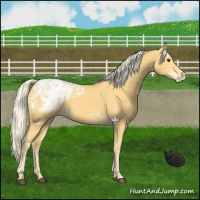 Horse Color:Palomino Appaloosa 