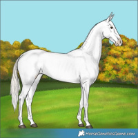 Horse Color:Palomino Appaloosa 