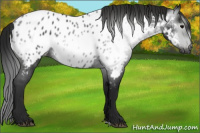 Horse Color:Gray Black Appaloosa Rabicano 