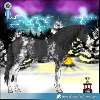 Horse Color:White Spotted Black