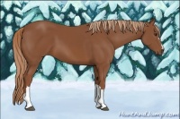 Horse Color:Chestnut 