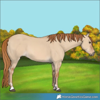 Horse Color:Red Dun 