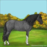Horse Color:Blue Roan Tobiano 