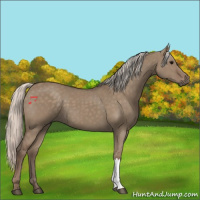 Horse Color:Silver Grullo 