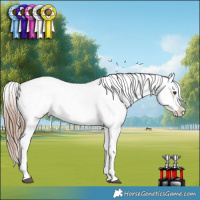 Horse Color:Liver Red Dun Appaloosa