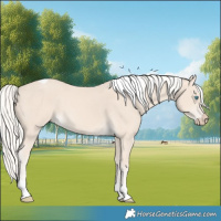 Horse Color:Cremello Tobiano 