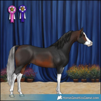 Horse Color:Brown Splash 