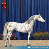 Horse Color:Red Dun Near Leopard 