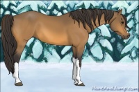 Horse Color:Buckskin 