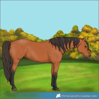 Horse Color:Bay 