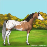 Horse Color:Bay Splash Appaloosa 