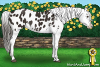 Horse Color:Liver Chestnut Appaloosa 