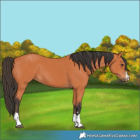 Horse Color:Bay 