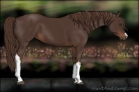 Horse Color:Liver Chestnut 