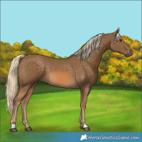 Horse Color:Chocolate Palomino 