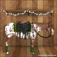 Horse Color:Chestnut Appaloosa 