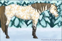 Horse Color:Buckskin Appaloosa 