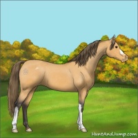 Horse Color:Buckskin Appaloosa 