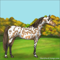 Horse Color:Buckskin Appaloosa 