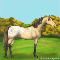 Horse Color:Buckskin Appaloosa 