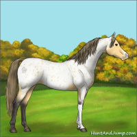 Horse Color:Buckskin Appaloosa 
