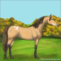 Horse Color:Buckskin Appaloosa 