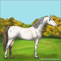 Horse Color:Buckskin Appaloosa 