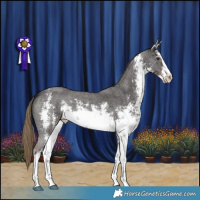 Horse Color:White Spotted Liver Chestnut Sabino