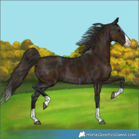 Horse Color:Midnight Bay Ice Splash Rabicano 