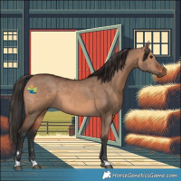 Horse Color:Brown Dun 