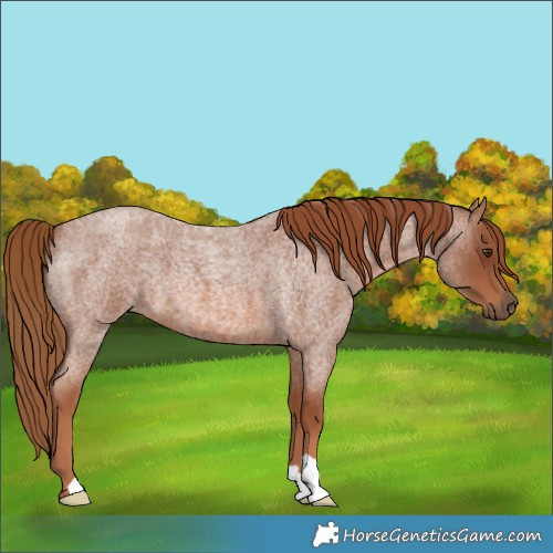 Horse Color:Red Roan 