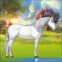 Horse Color:Buckskin Roan Appaloosa 