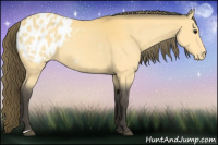 Horse Color:Buckskin Appaloosa 