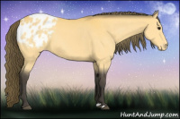 Horse Color:Buckskin Blanket