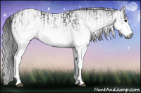 Horse Color:Gray White Spotted Black and Gray White Spotted Black