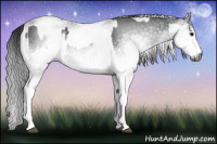 Horse Color:Gray White Spotted Black  and Gray White Spotted Black Rabicano 